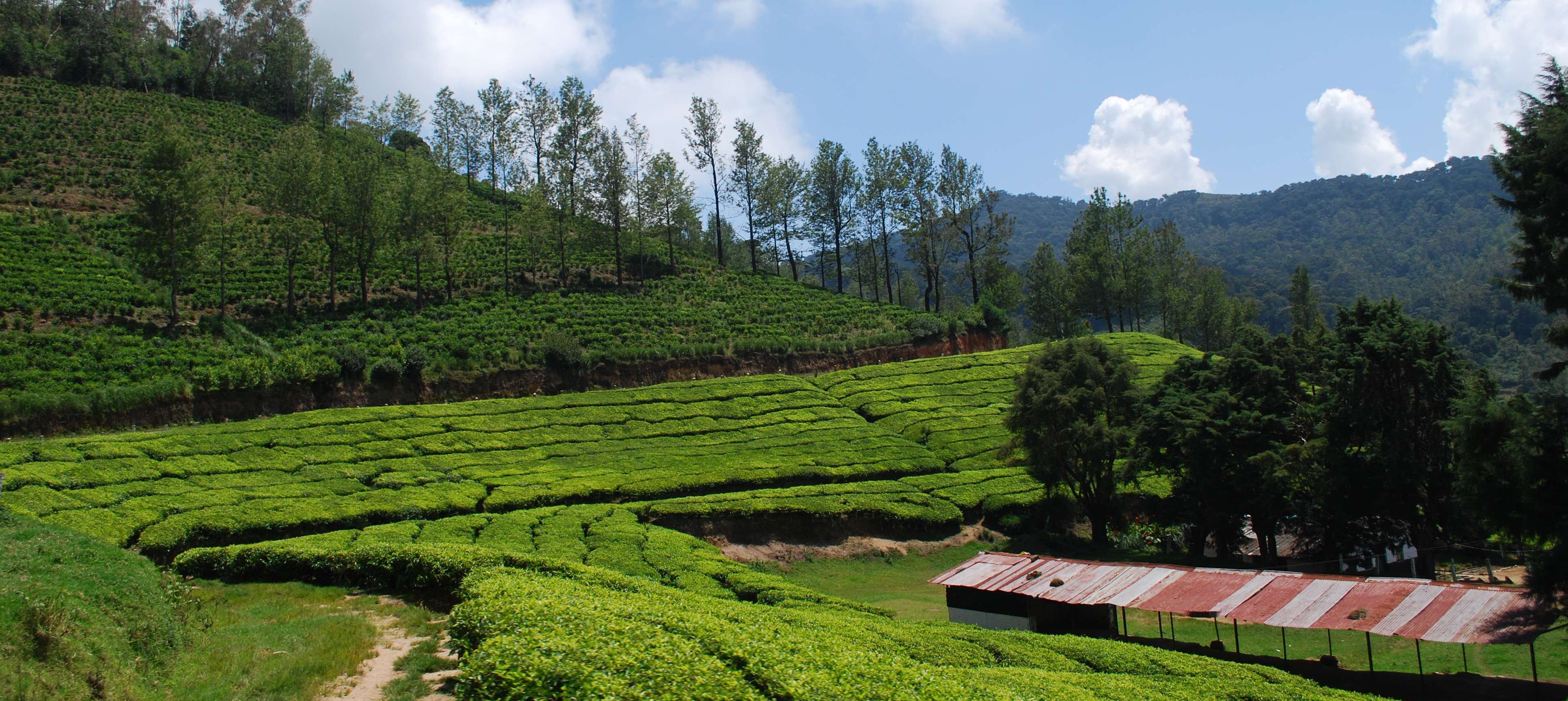 35 Hill Stations near Bangalore - Distance, Best Time & Stays