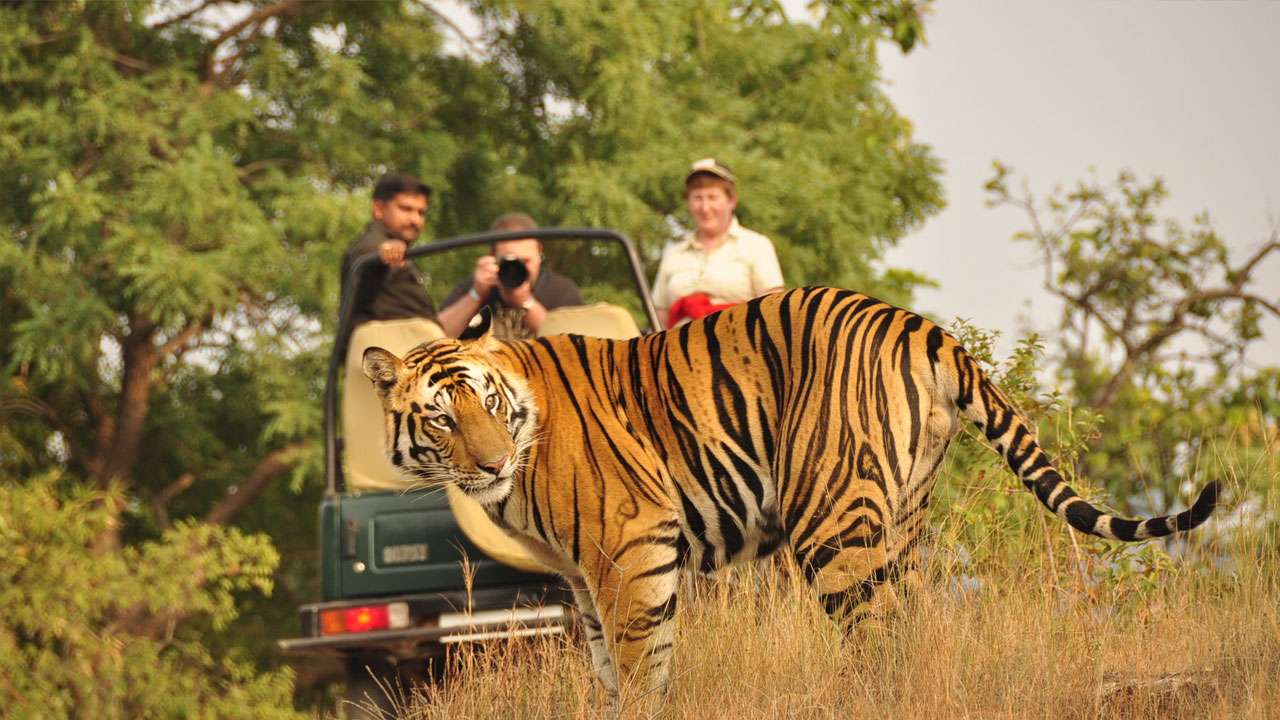 Wildlife Safari in Dandeli