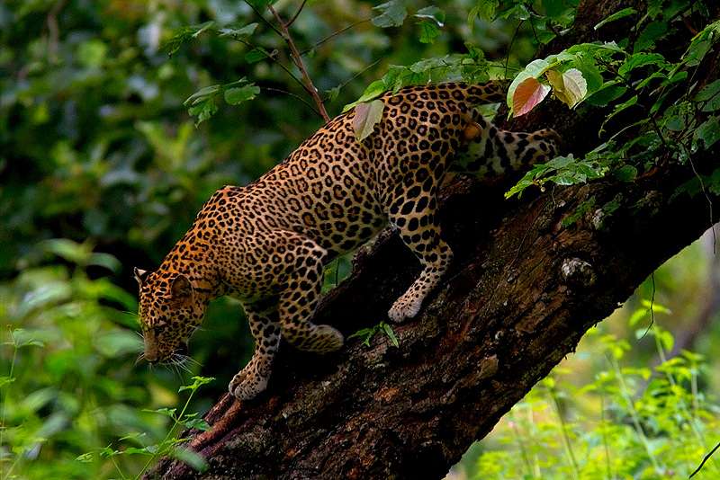 Bandipur Wildlife Safari