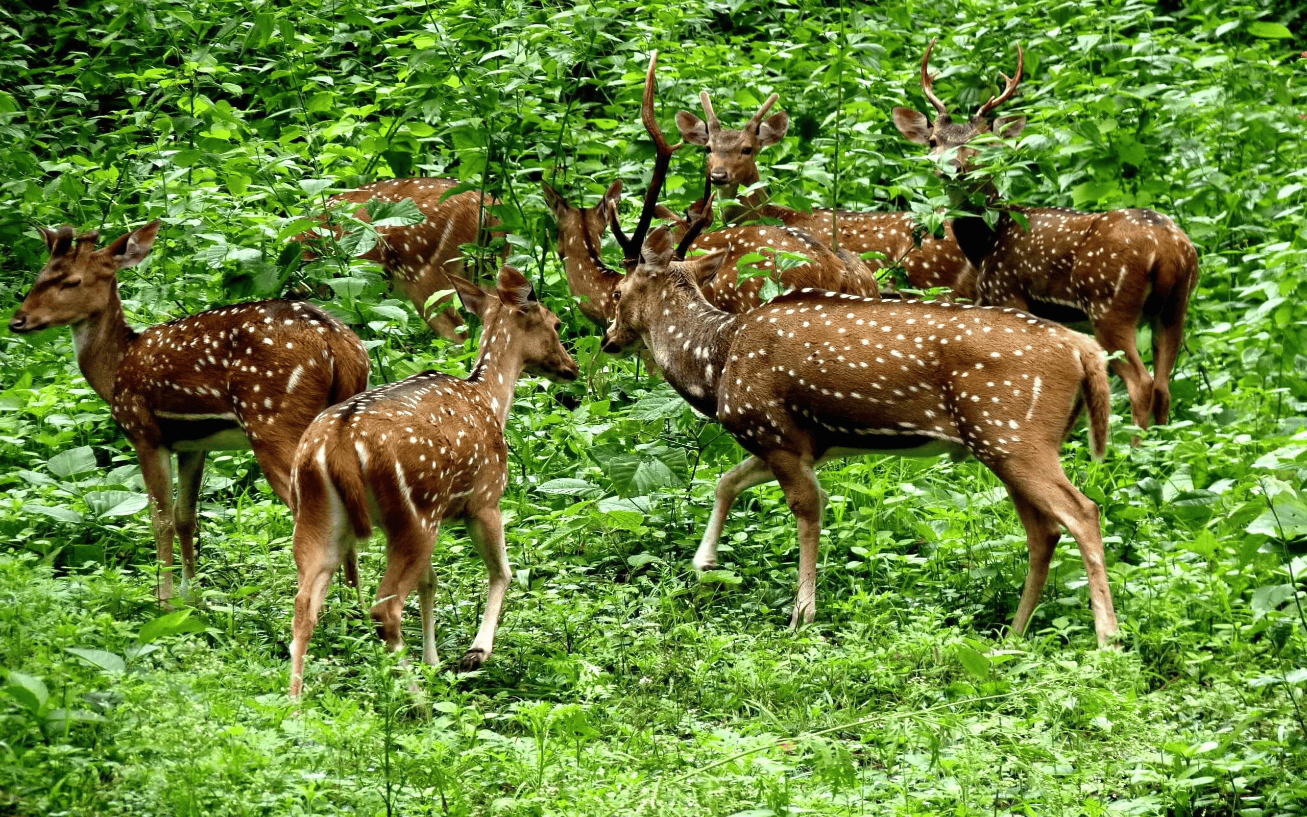 Periyar Wildlife Sanctuary