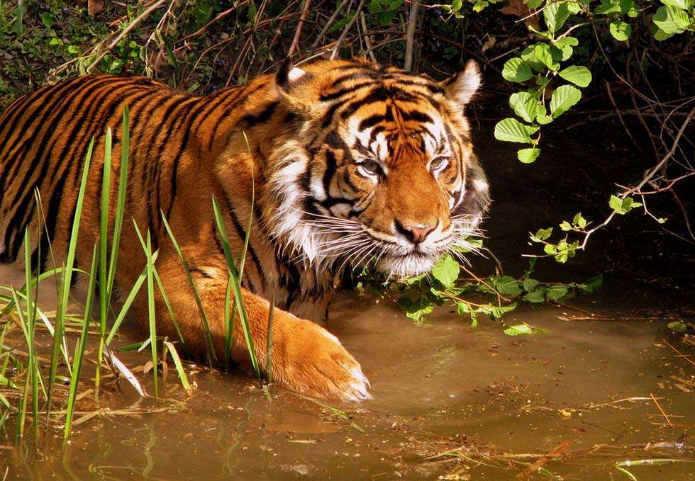 Idukki Wildlife Sanctuary