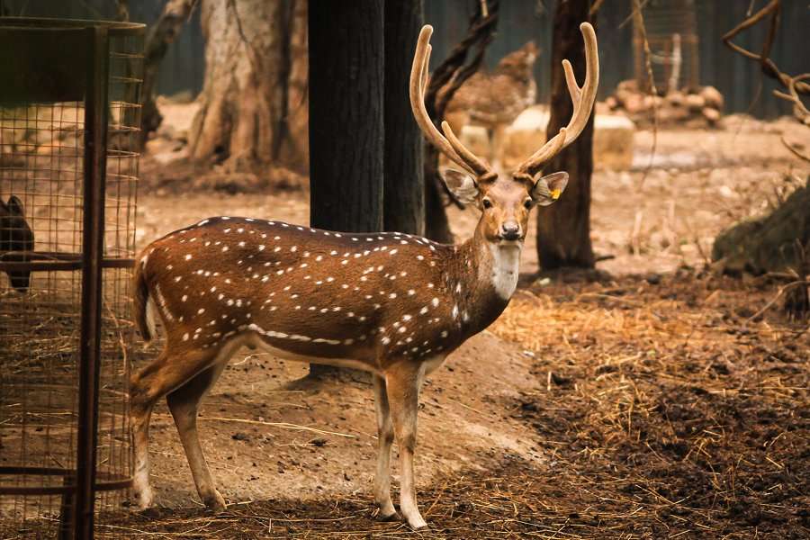 Chinnar Wildlife Sanctuary