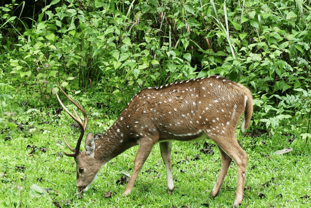Wayanad Wildlife Sanctuary