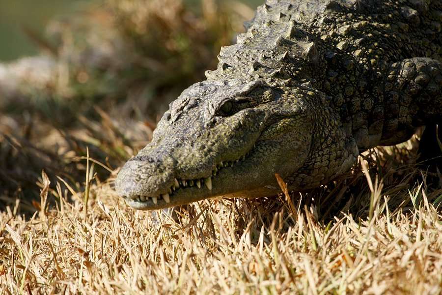 Neyyar Wildlife Sanctuary