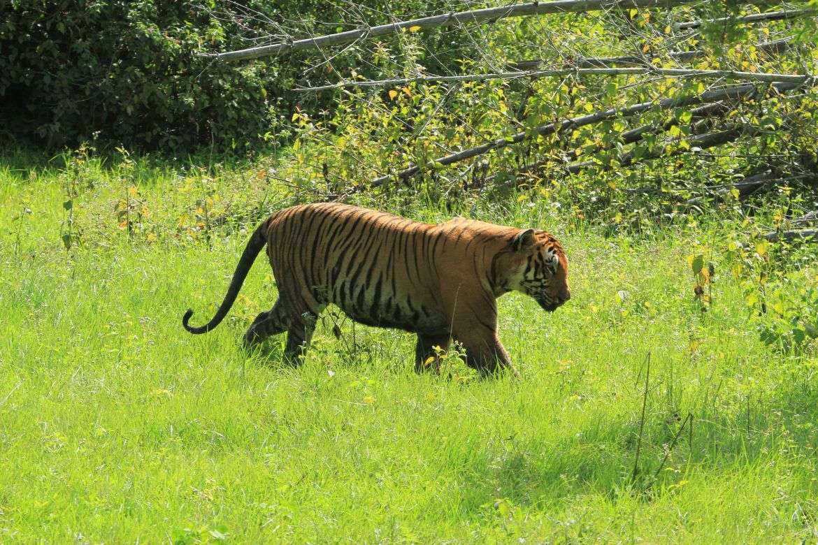 Bandipur (221 Km from Bangalore)