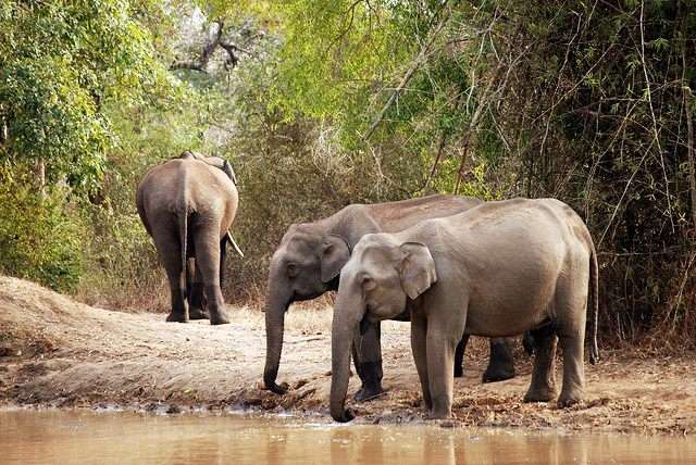 Nagarhole (222 Km from Bangalore)