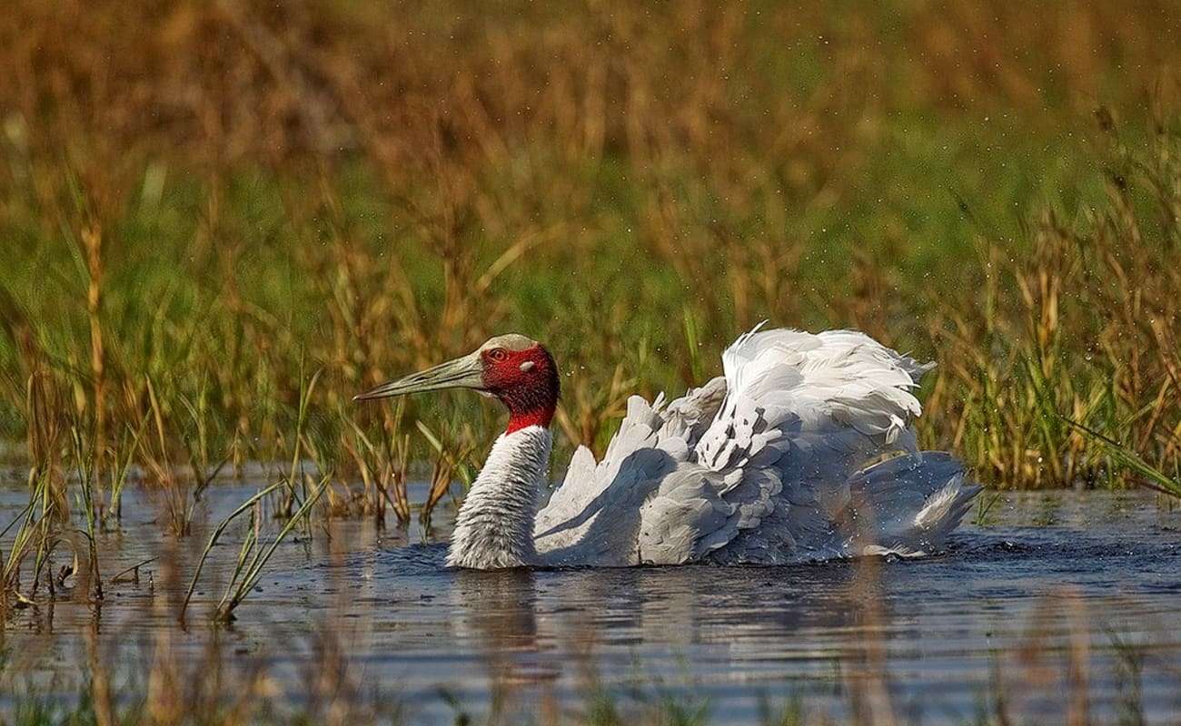 Keoladeo National Park, Bharatpur