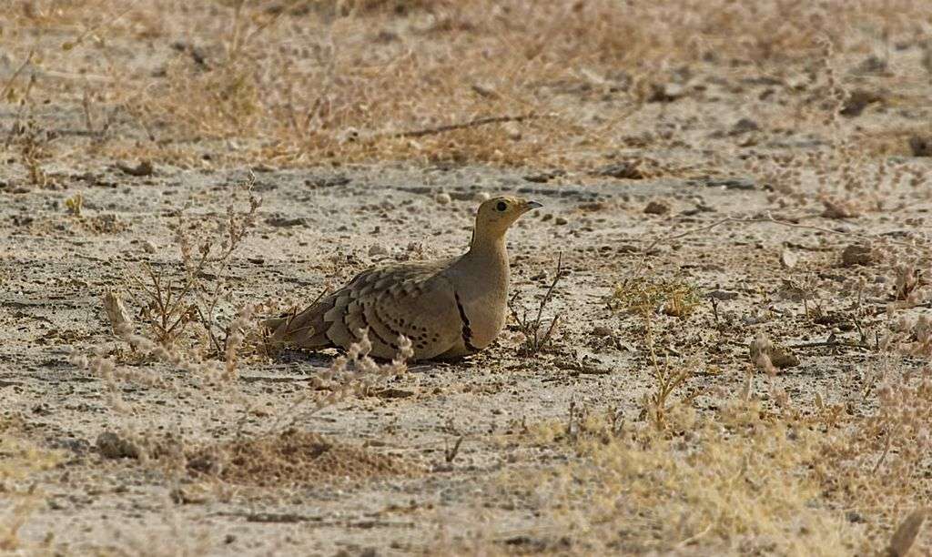 Desert National Park, Jaisalmer