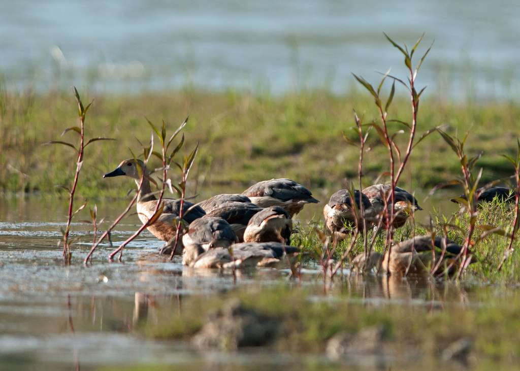 Darrah Sanctuary, Kota
