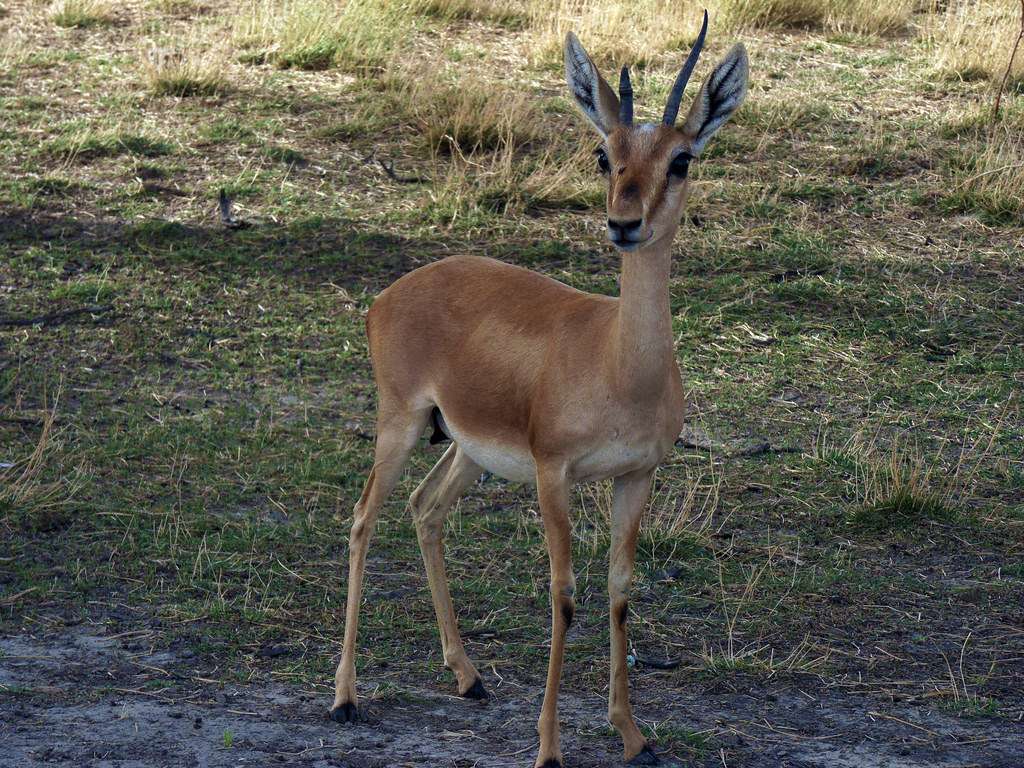 Mount Abu Wildlife Sanctuary, Mount Abu