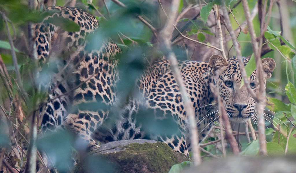 Sita Mata Sanctuary, Pratapgarh