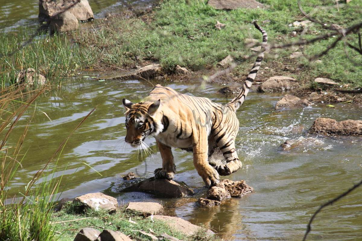 Keladevi Wildlife Sanctuary,  Karauli