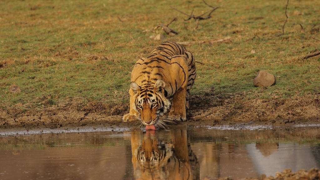 20 National Parks in Rajasthan | Wildlife Sanctuaries in Rajasthan