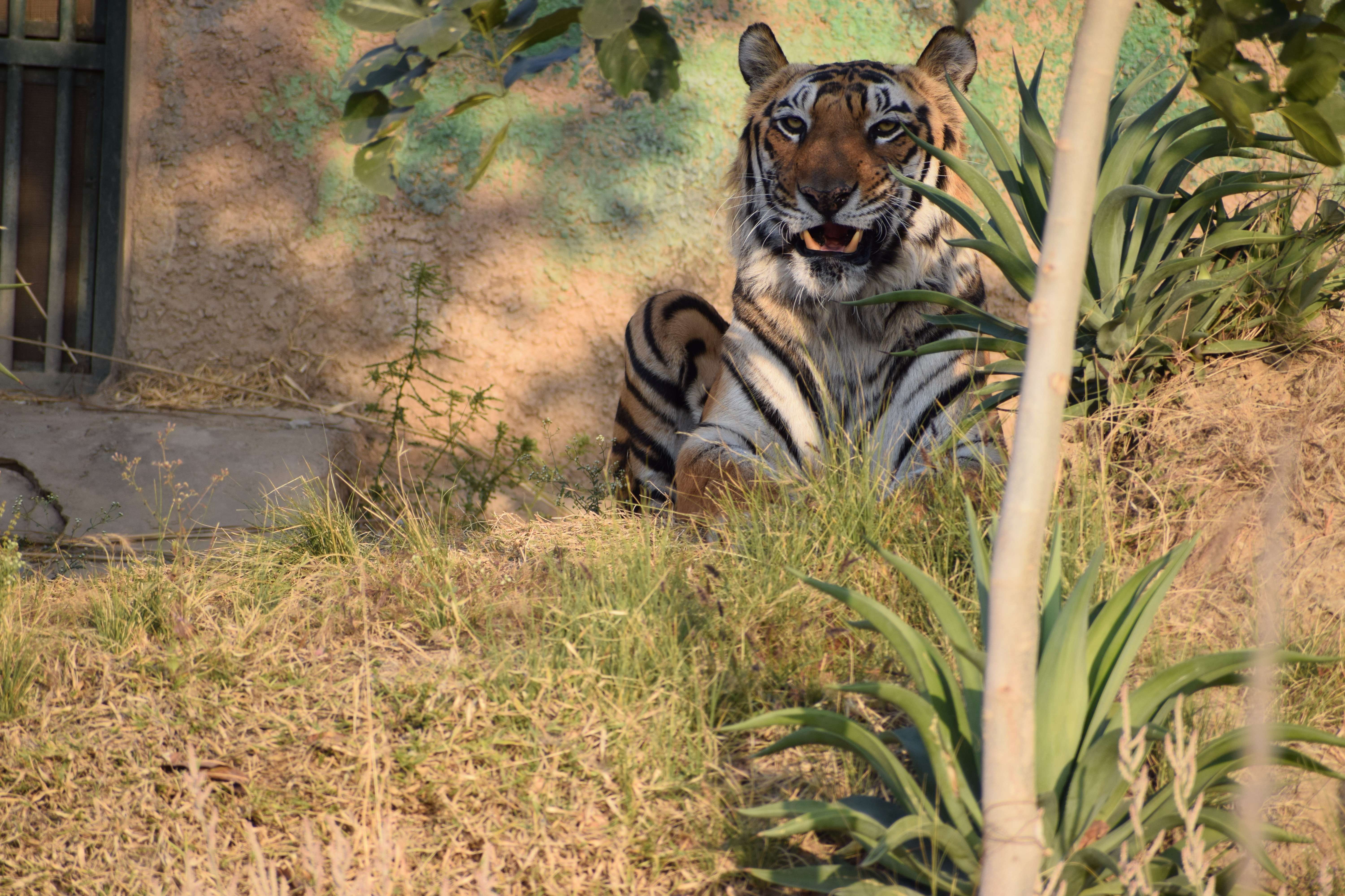 Nahargarh Biological Park Jaipur Day Out Flat 22% off
