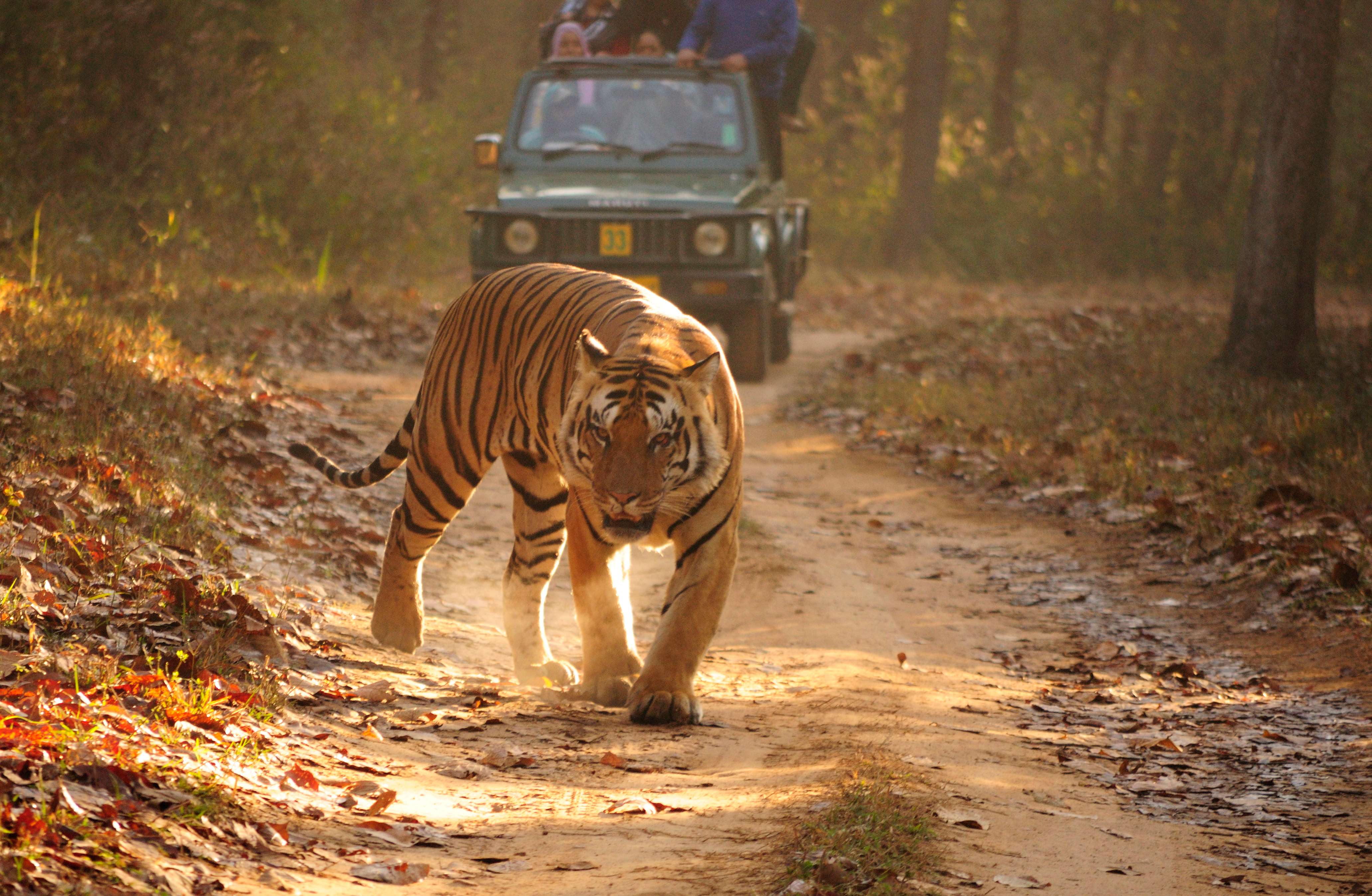 Sariska Tiger Reserve (203 kms from Delhi)