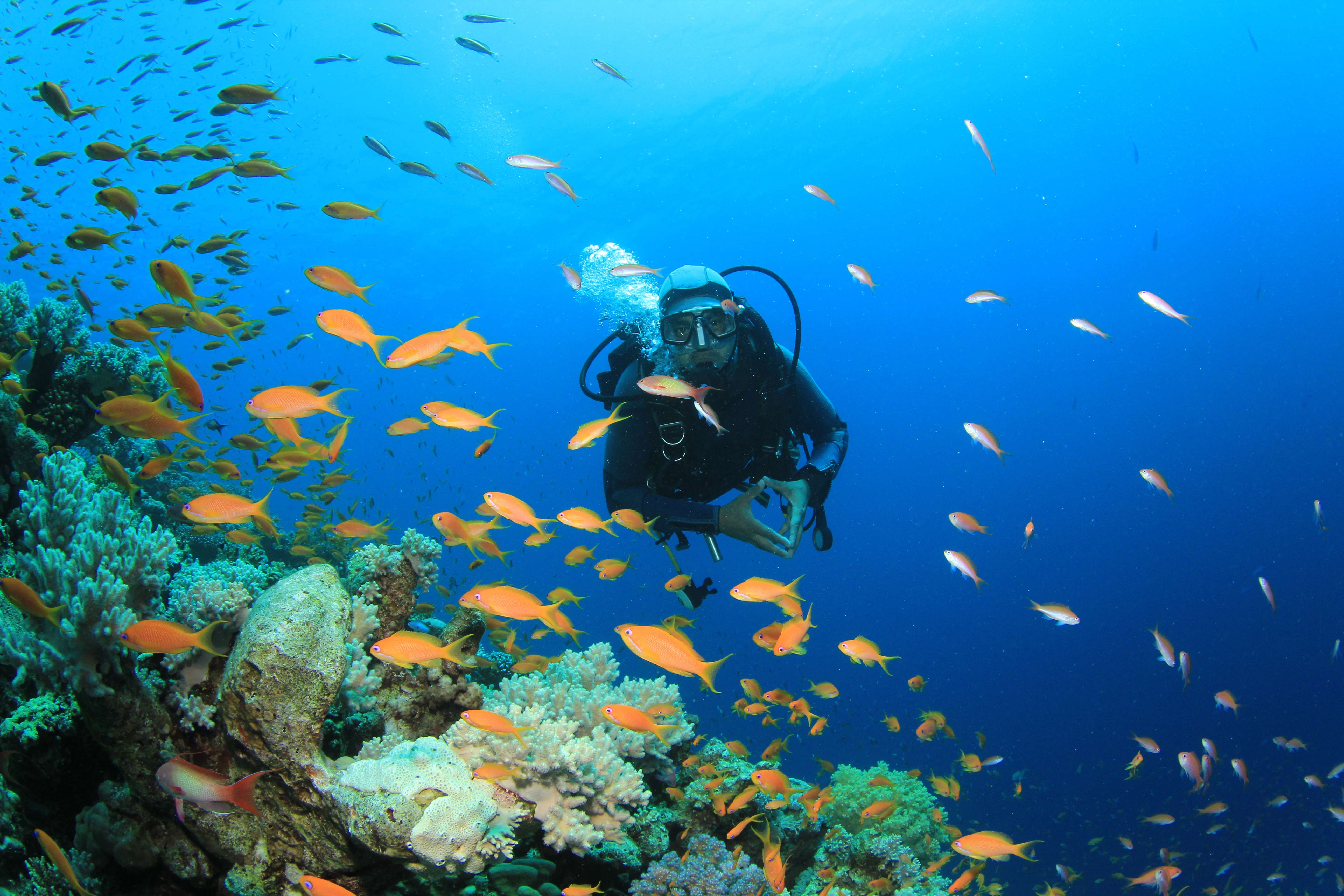 Scuba Diving in Malvan