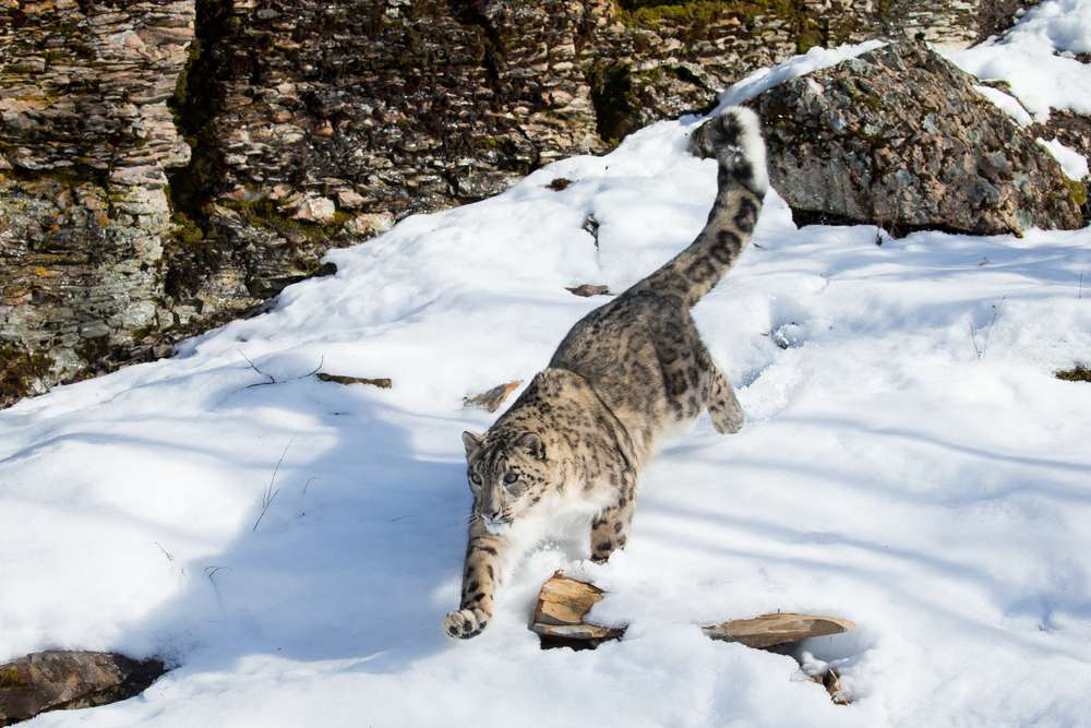Snow Leopard Trek 2022, Ladakh | Book Now @ Flat 20% off