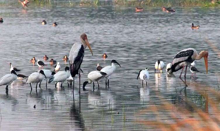 Sultanpur Bird Sanctuary