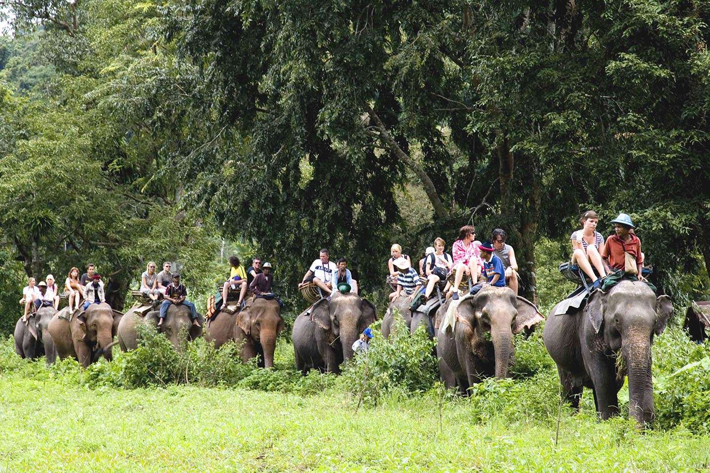 15+ Things to Do in Jim Corbett - Starting from ₹799 Only!