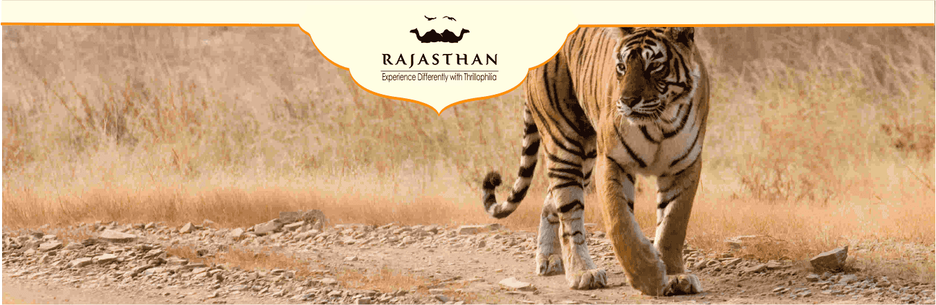 Ranthambore National Park Safari - A Detailed Guide