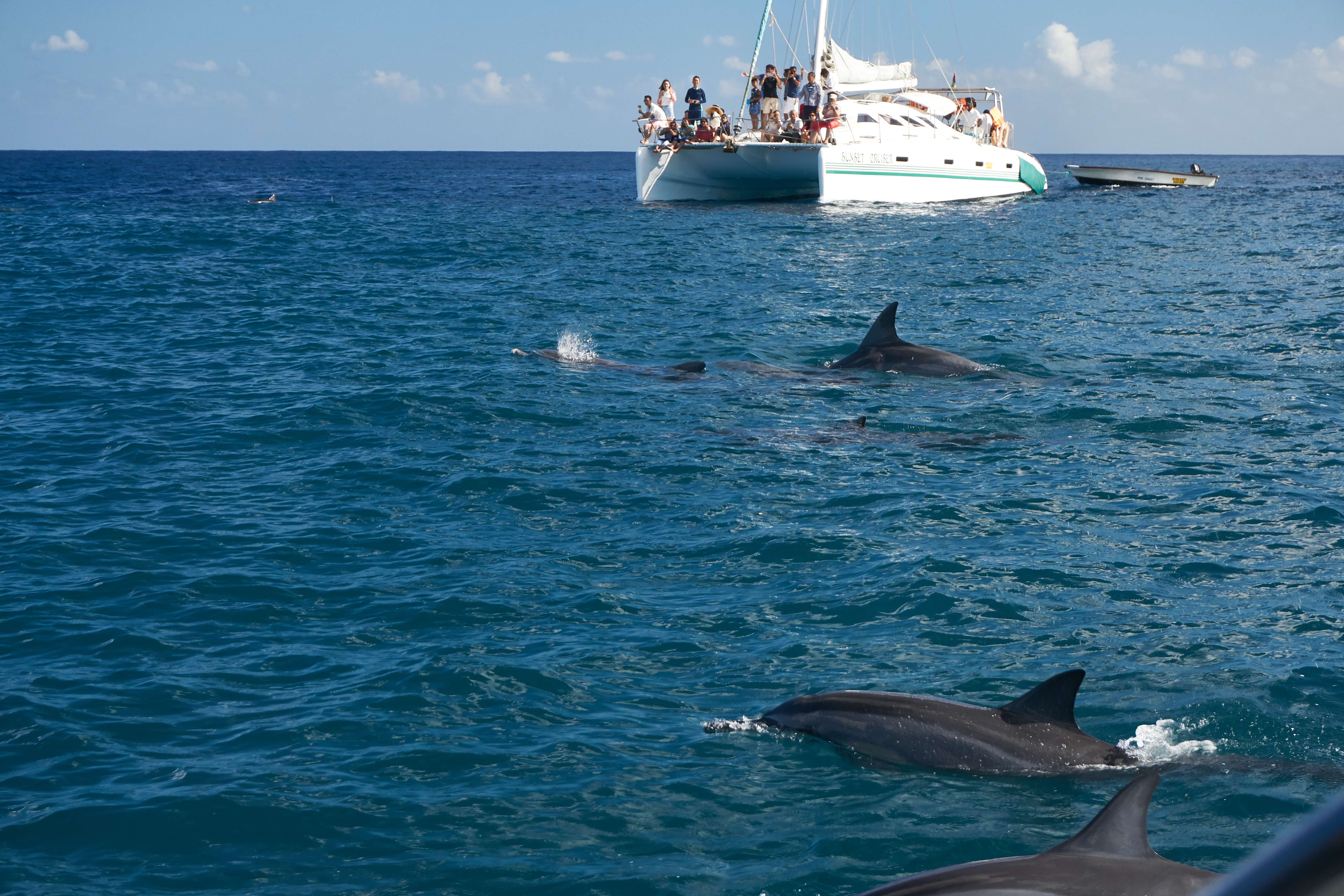 Day Out with Dolphins in Maldives