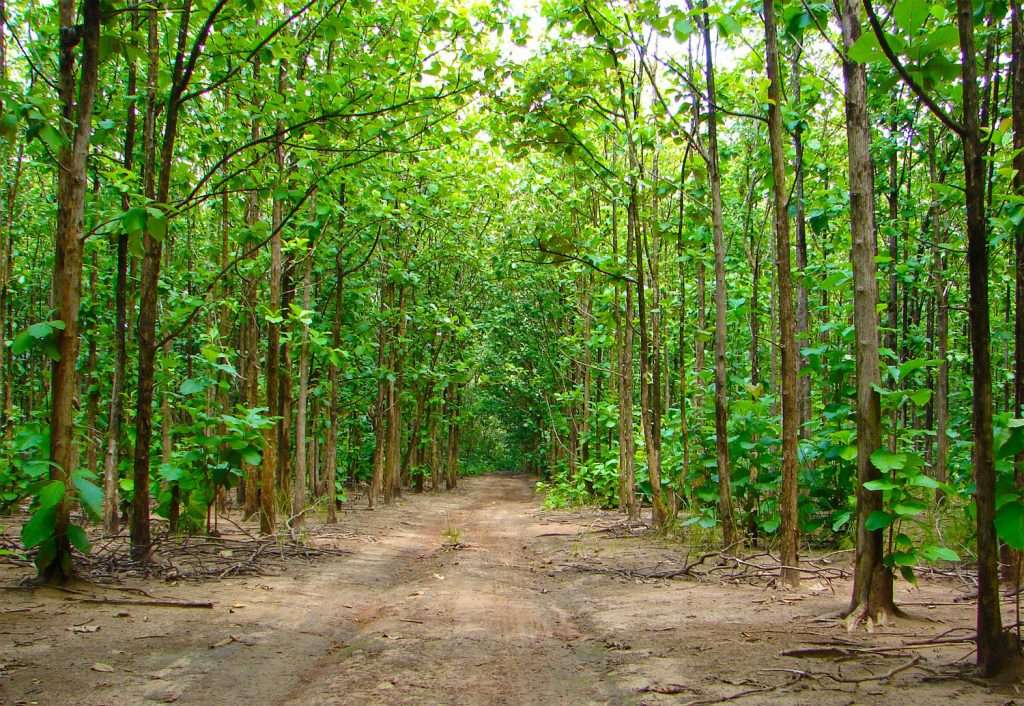 Kottachedu Teak Forest