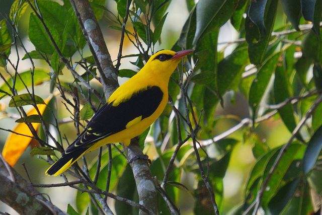 EXplore Kumbhalgarh Wildlife Sanctuary