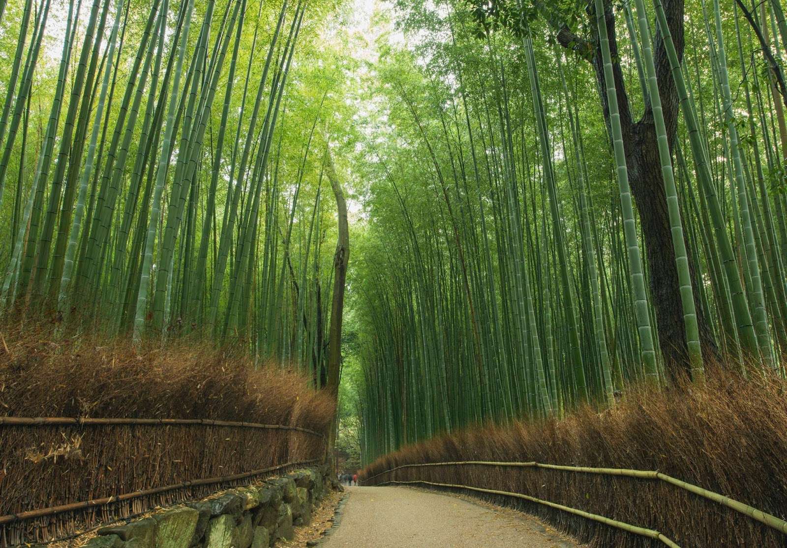 Bamboo Forests