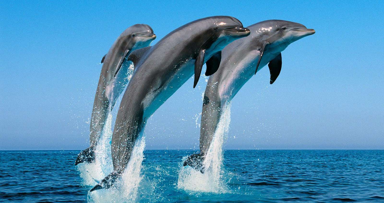 Experience Dolphin Spotting