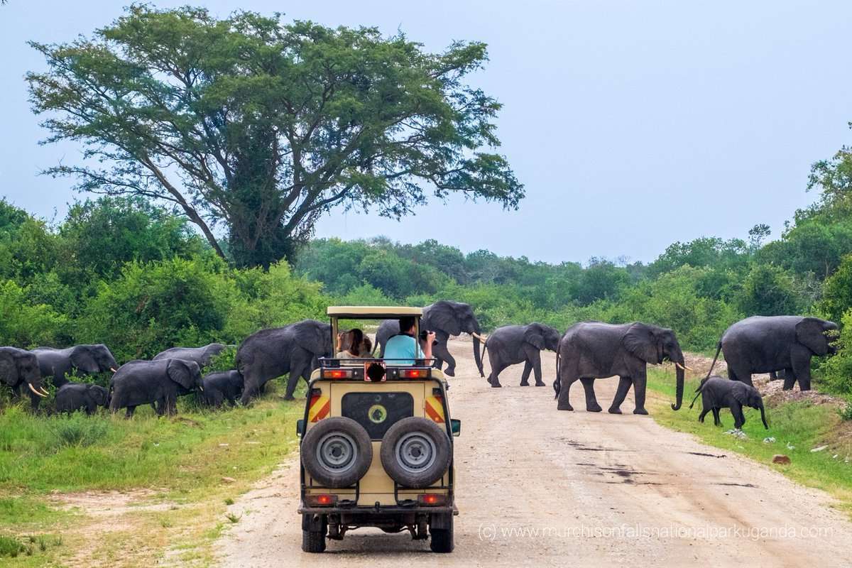 Yala Safari | Day Tour | 21% off and 1000 Cashback