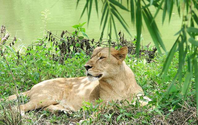 Bannerghatta National Park Safari