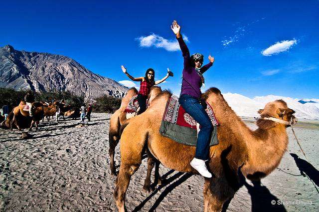 Go on a Camel Safari