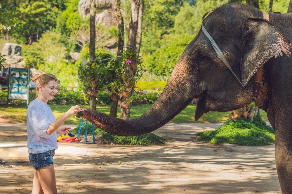 Pinnawala Elephant Orphanage Tickets & Transfers from Kandy | Flat 25% off