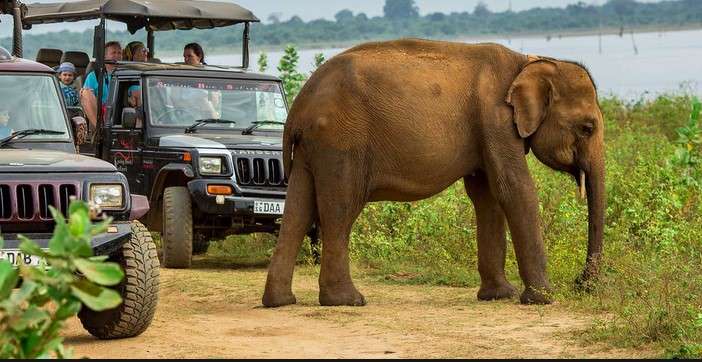 Udawalawe Safari | Includes Lunch | Flat 18% off