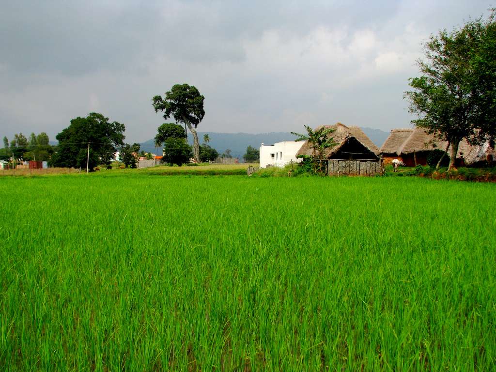 Government Herbal Farm