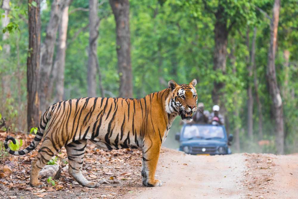 Jim Corbett National Park: A Detailed Travel Guide - {{year}}