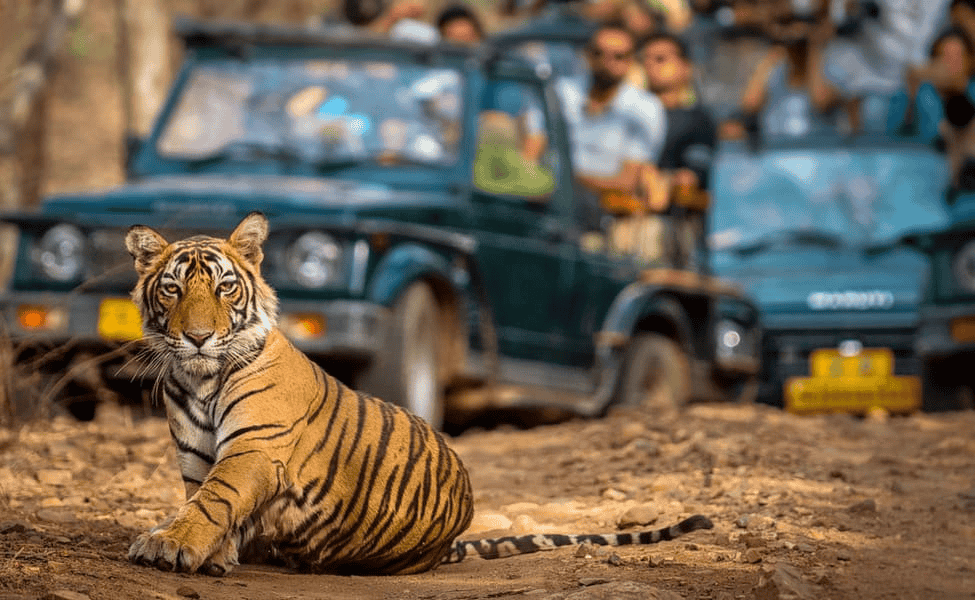 Ranthambore Jeep Safari | Book Online & Get Flat 20% off