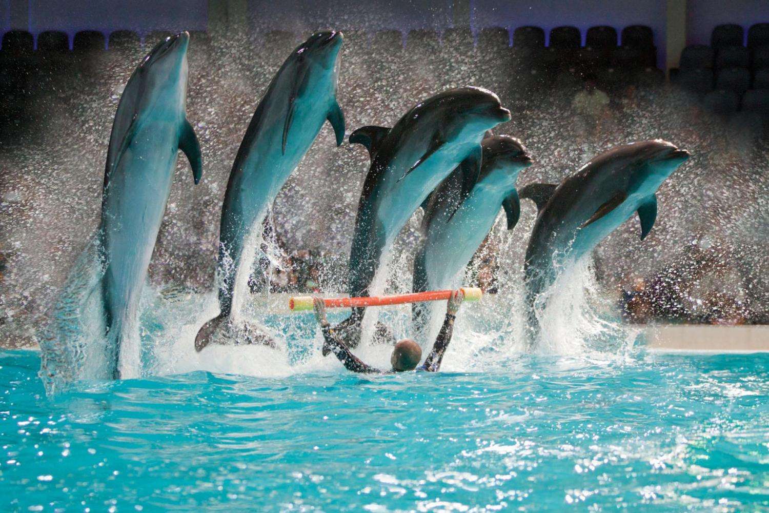 Dubai Dolphinarium Tickets - Flat 20% off