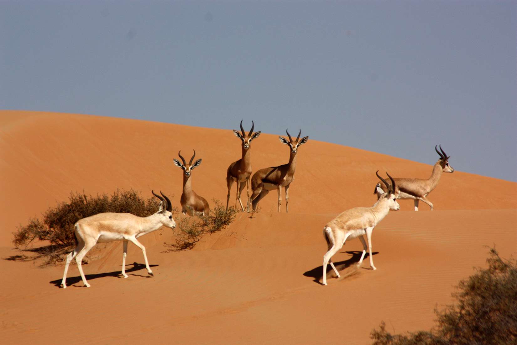 Dubai Desert Conservation Reserve