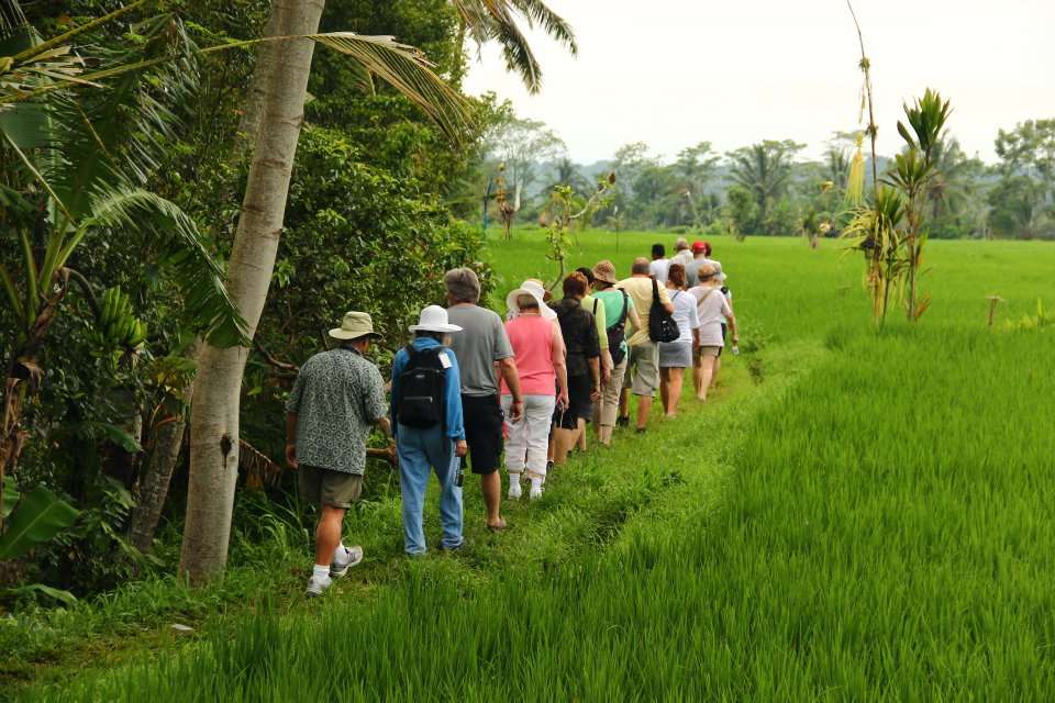 Scenic Rice Field Trekking in Ubud
