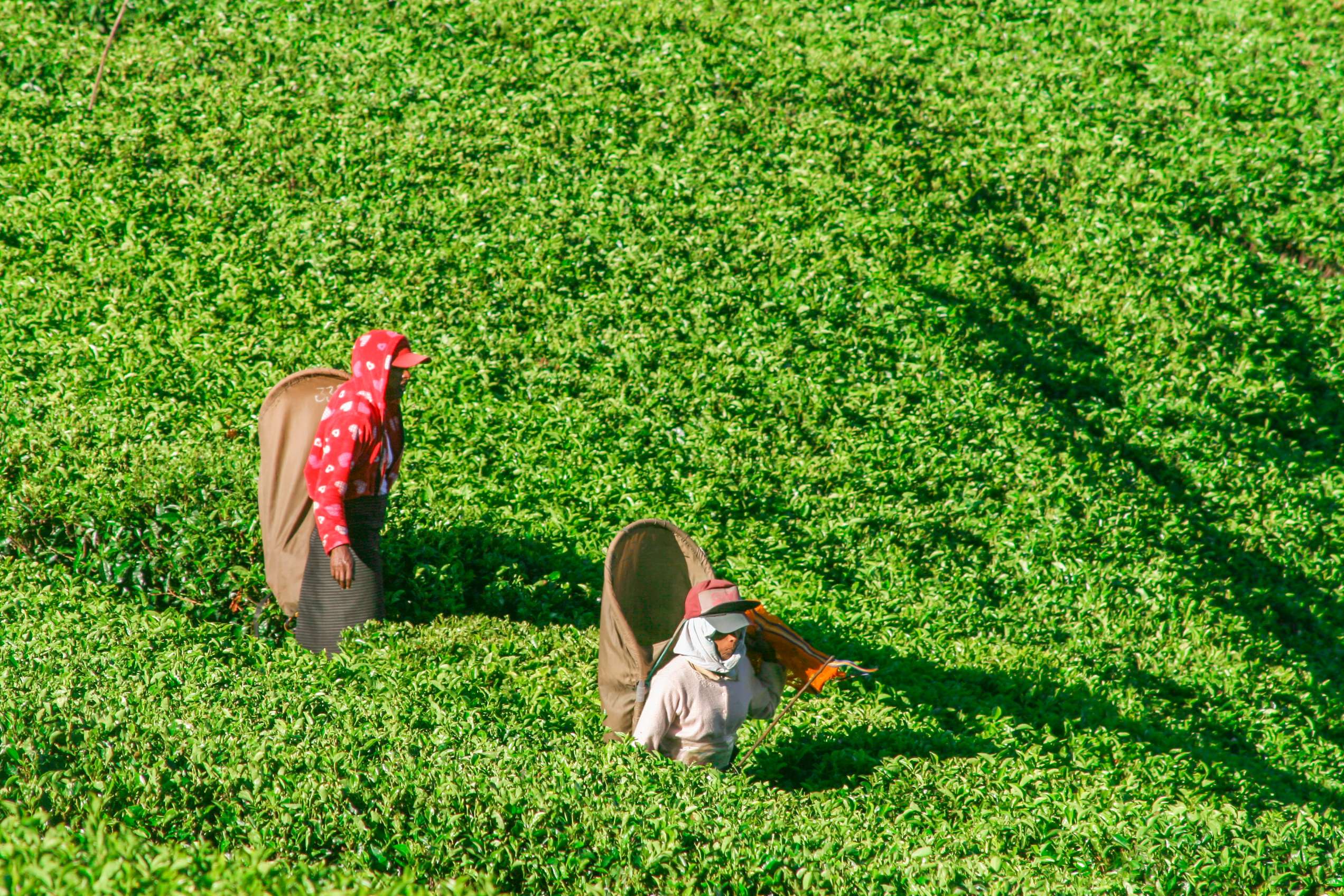Tea Hills Tour in Sri Lanka
