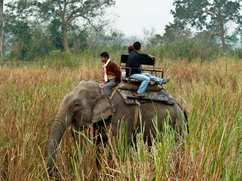 Wildlife Tour at Kaziranga National Park