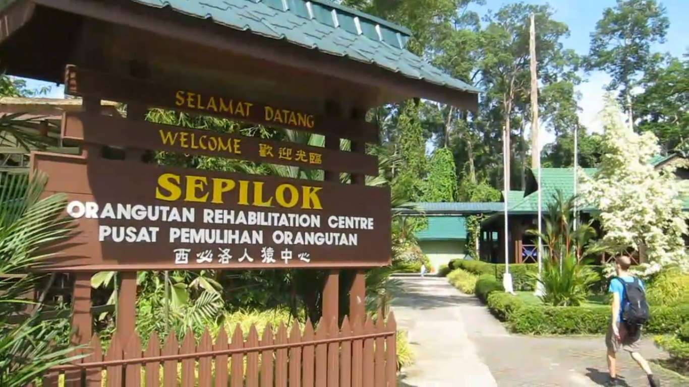 Day Tour to Semenggoh Orangutan Center in Kuching