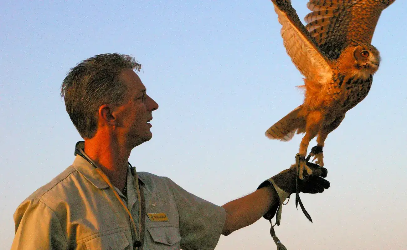 Falconry Experience in Dubai