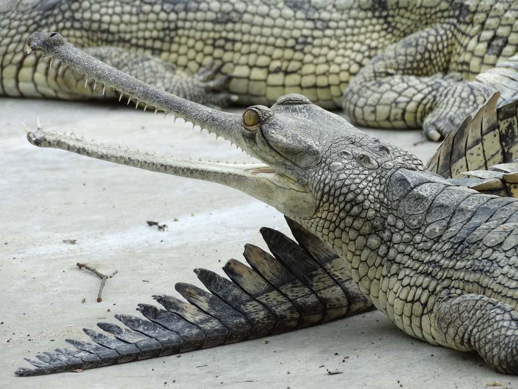 Trek to Trevor's Tank in Mount Abu