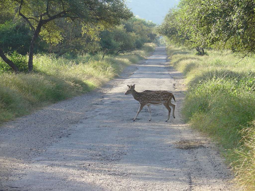 Game Drive at Sariska in Rajasthan