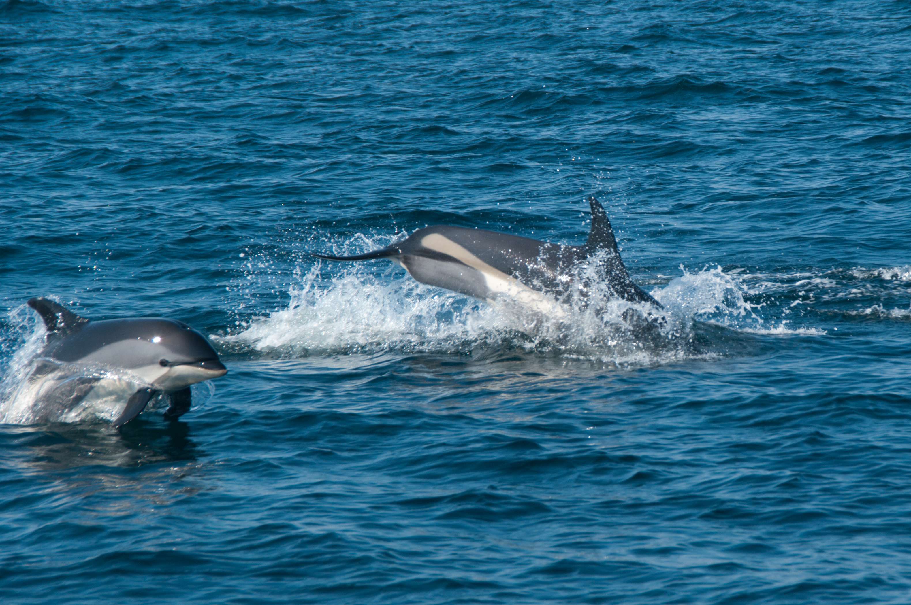 Go for Whale Watching