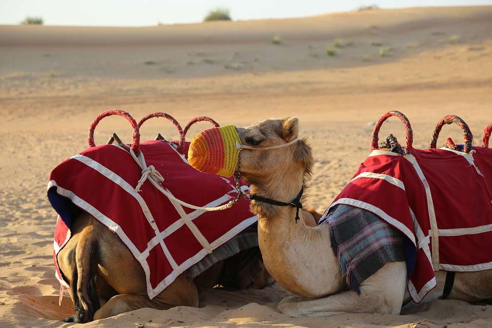 Dinner on Dune with Camel Safari in Bikaner