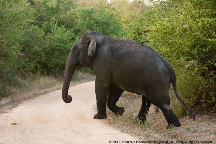 Wasgamuwa National Park