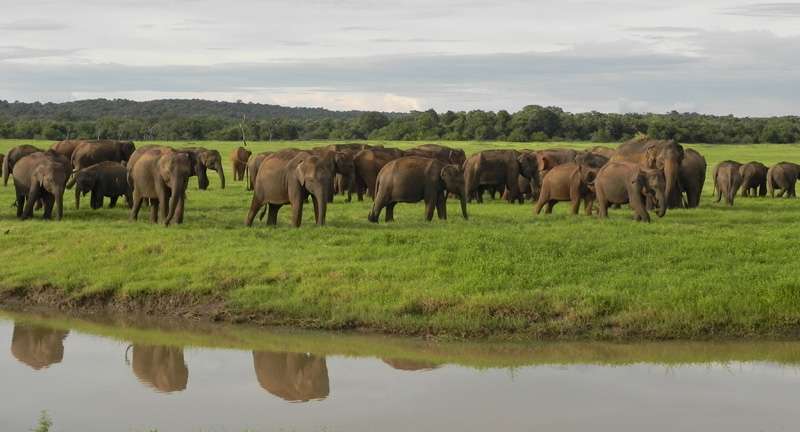 Minneriya & Kaudulla National Parks